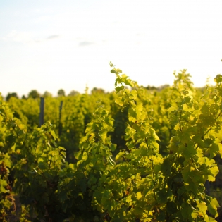 Sauvignon blanc vines at sunset