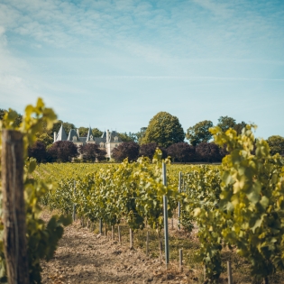 Château des roches vu des vignes