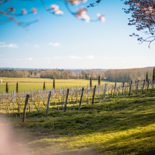Vigne devant le château