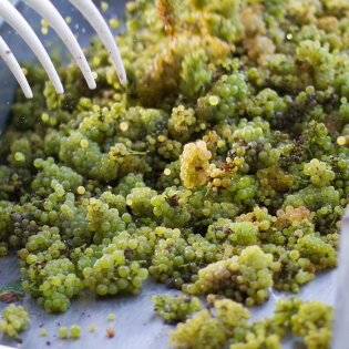 Sauvignon Blanc grapes arriving during the harvest