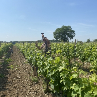 maintaining the vines