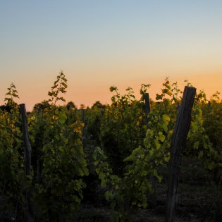 sunset in the vines