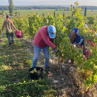 Harvesting young chardonnay vines by hand