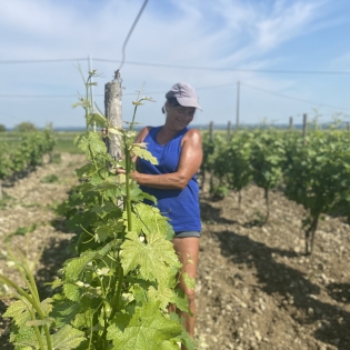 Clara in her vines