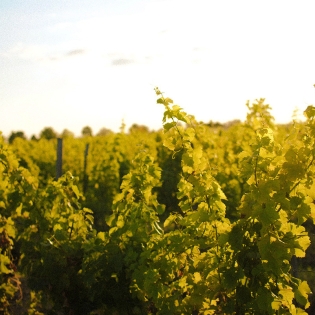 vignes de chauvigny