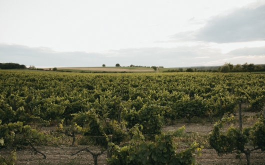 the haut poitou cave cooperative